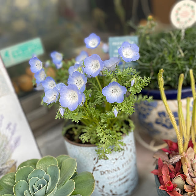 kuikoさんの実例写真