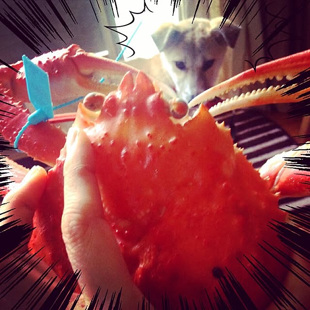 Mayumiさんの実例写真