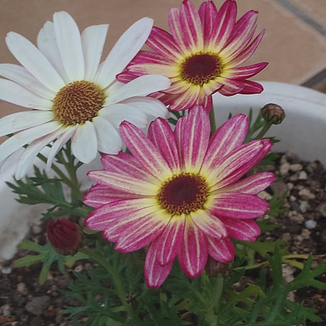 hanakusukuさんの部屋