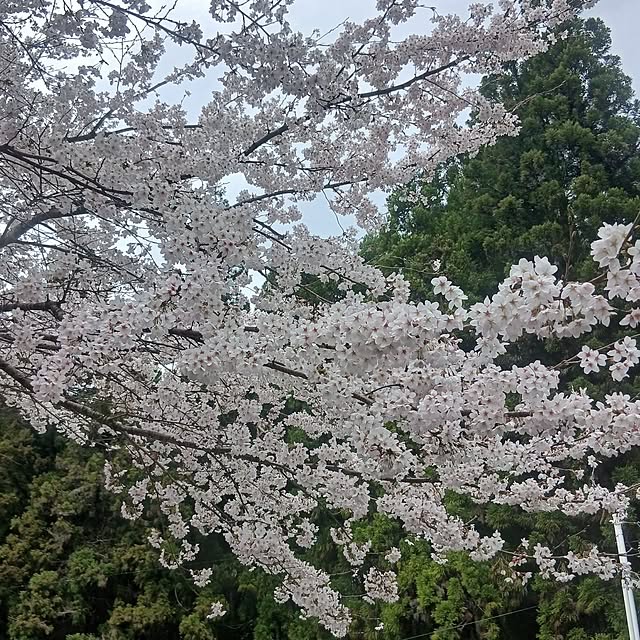 murasaki808さんの部屋