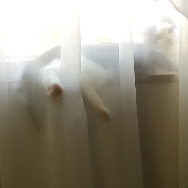 yunさんの実例写真
