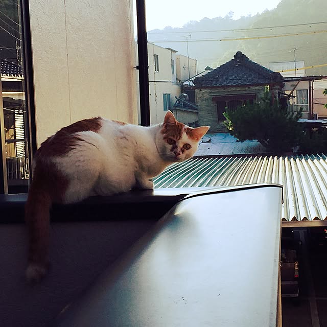 minkokoさんの実例写真