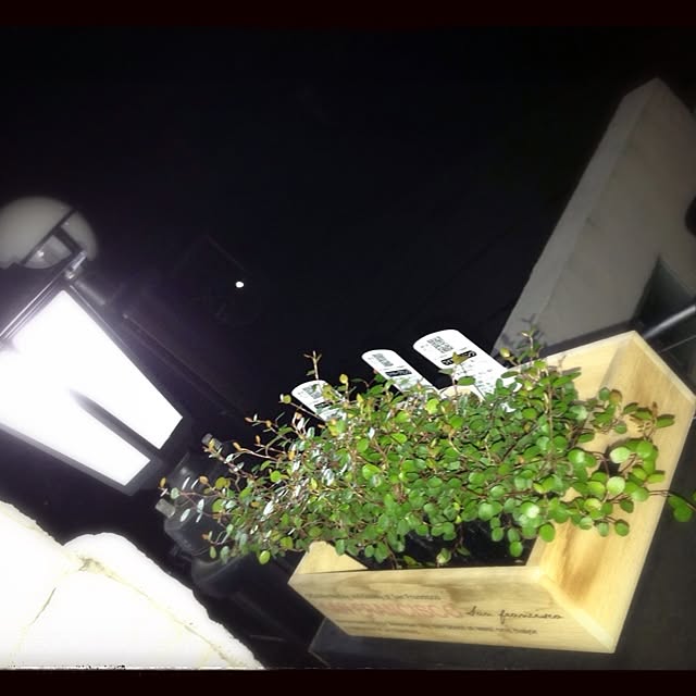 玄関/入り口/植物/照明のインテリア実例 - 2013-10-09 23:39:55