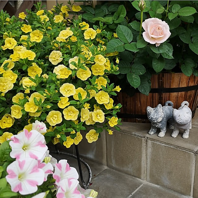 ku-garnet18さんの実例写真