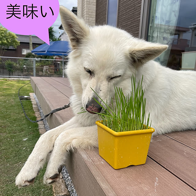 manekinekoさんの実例写真