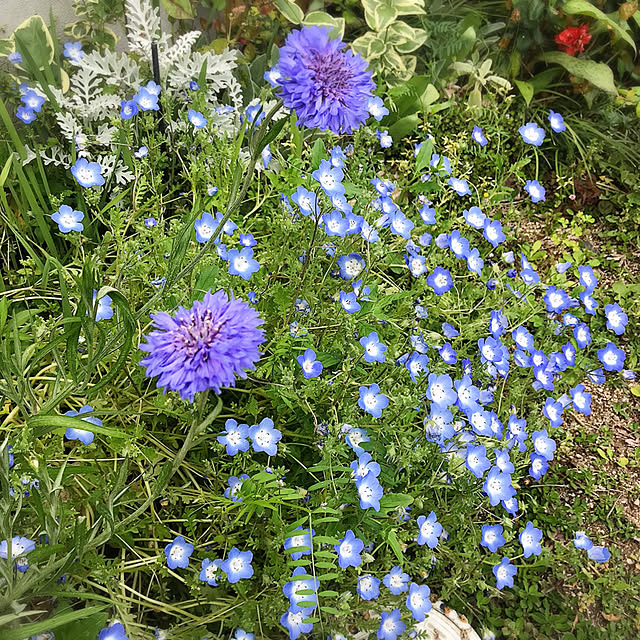 portulacaさんの実例写真