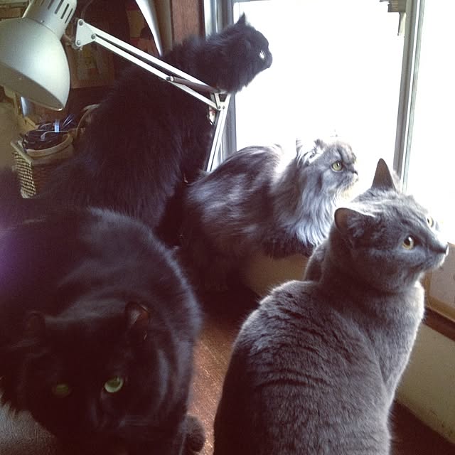 uni0609さんの実例写真