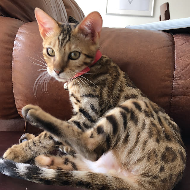iranさんの実例写真