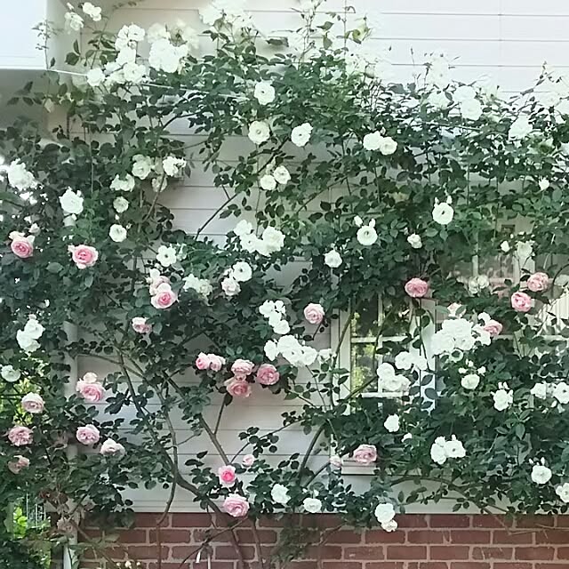 s.mamaさんの実例写真