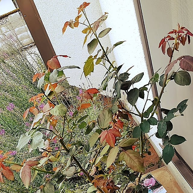 hiroさんの実例写真