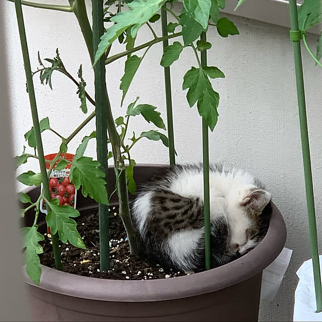 yukarin-gardenさんの実例写真