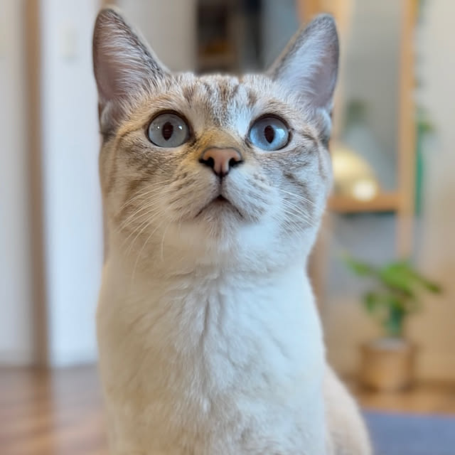 amさんの実例写真
