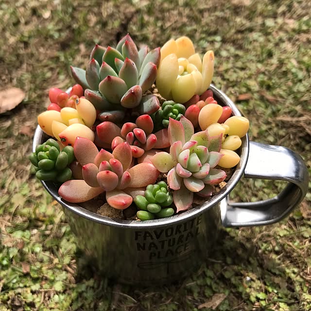 miniさんの実例写真