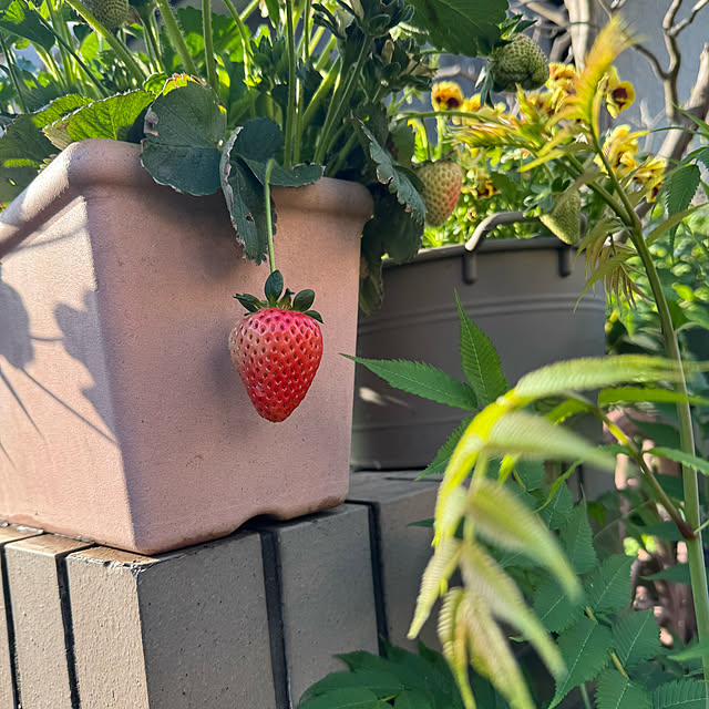 mamizaさんの部屋