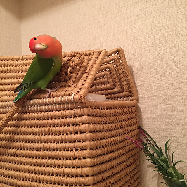 toratanさんの実例写真