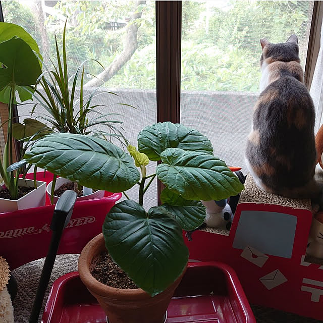 fukuさんの実例写真
