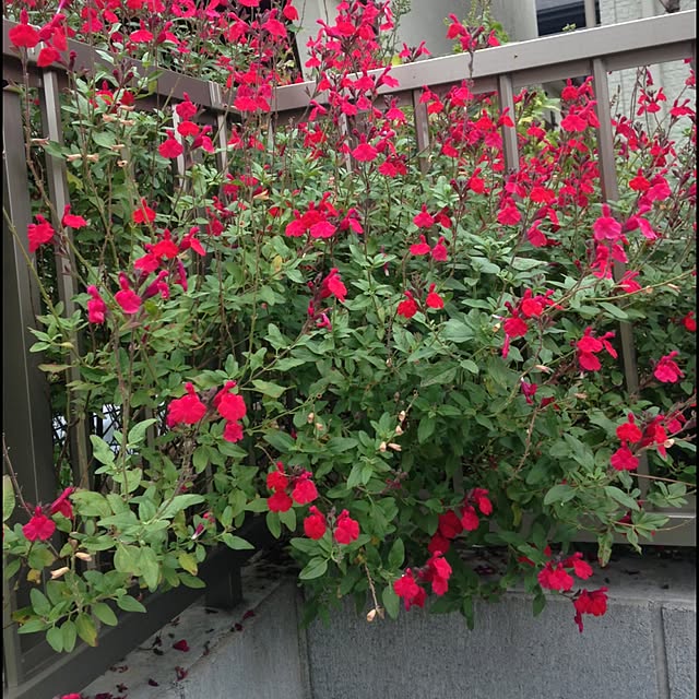nozomiyaさんの実例写真