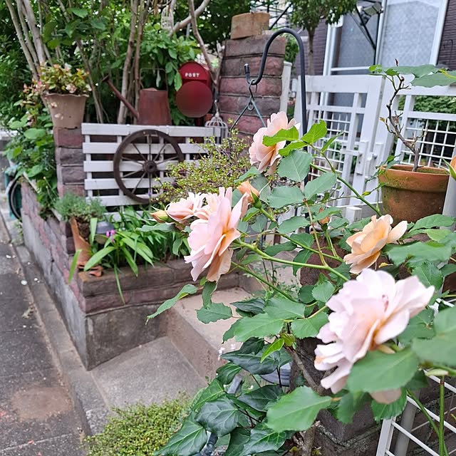 midoriさんの実例写真