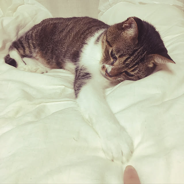 brbrnknkさんの実例写真