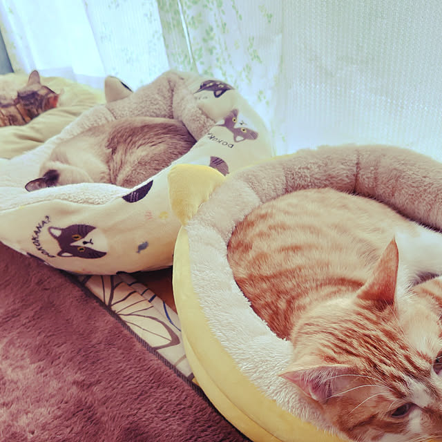 NegaPhoneさんの実例写真