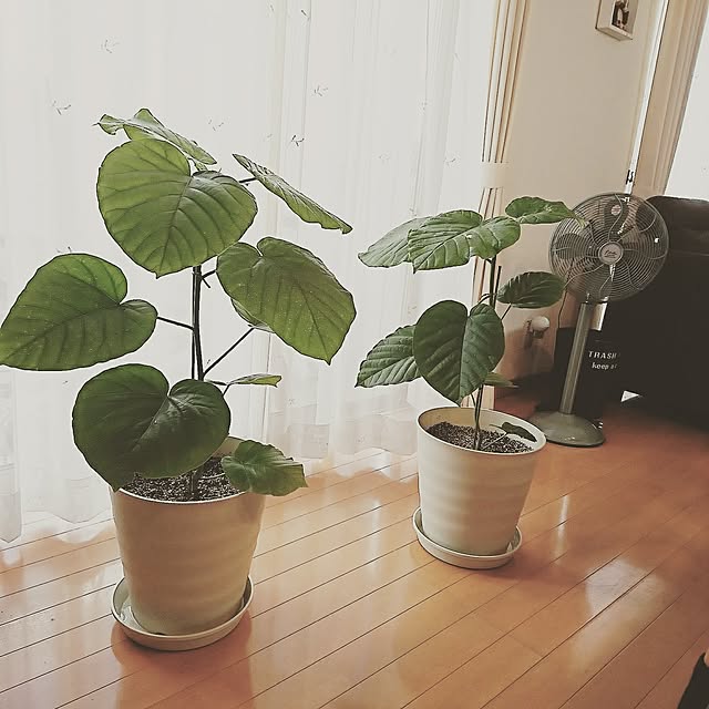 greencafeさんの実例写真