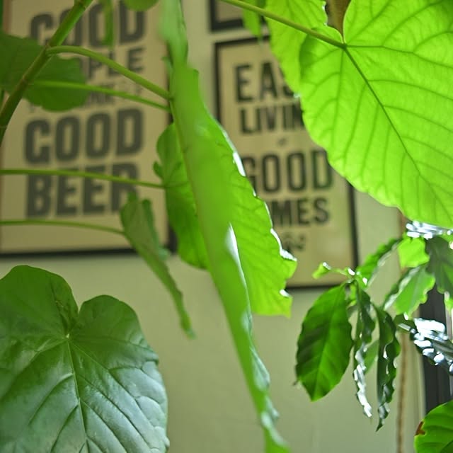 CYNOSさんの実例写真