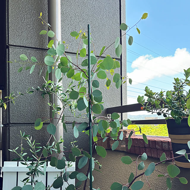 koshiregutyoさんの部屋