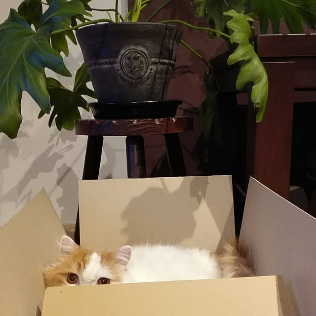 1ldksさんの実例写真