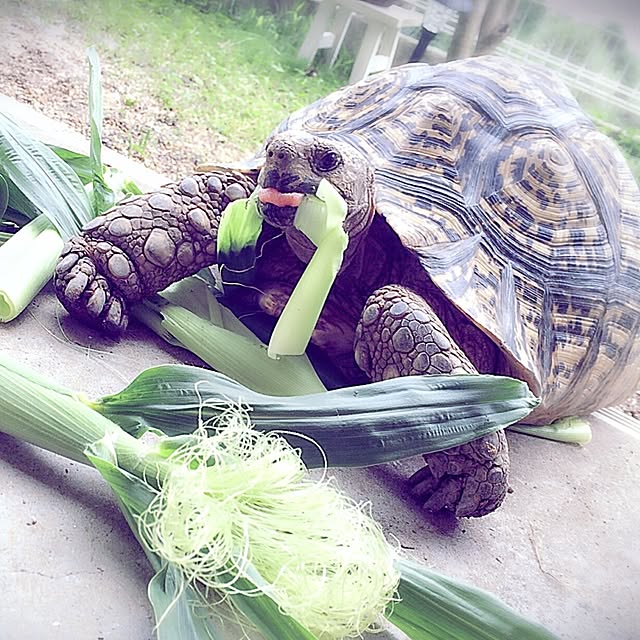sweetchocochanさんの実例写真