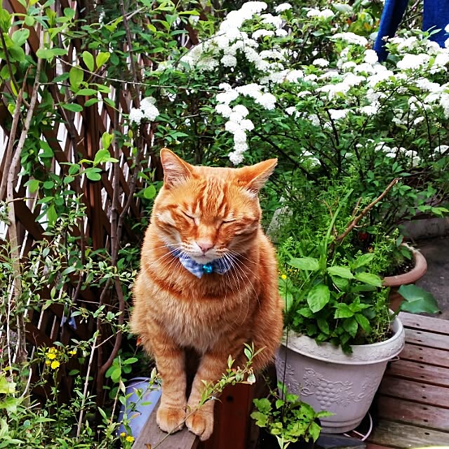 Anmituさんの実例写真