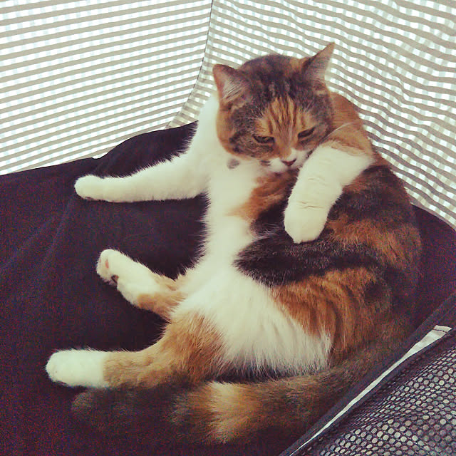 yukieさんの実例写真