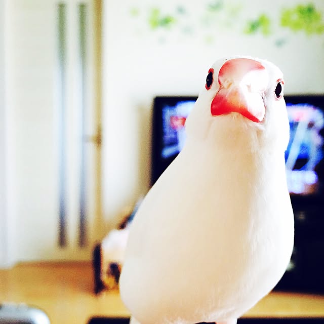 Asamiさんの実例写真