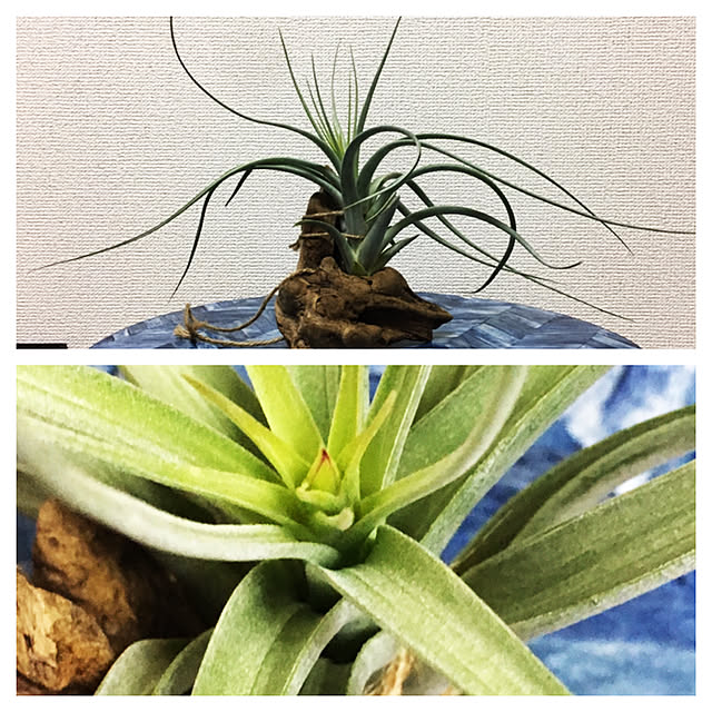 Tillandsia-Loveさんの実例写真