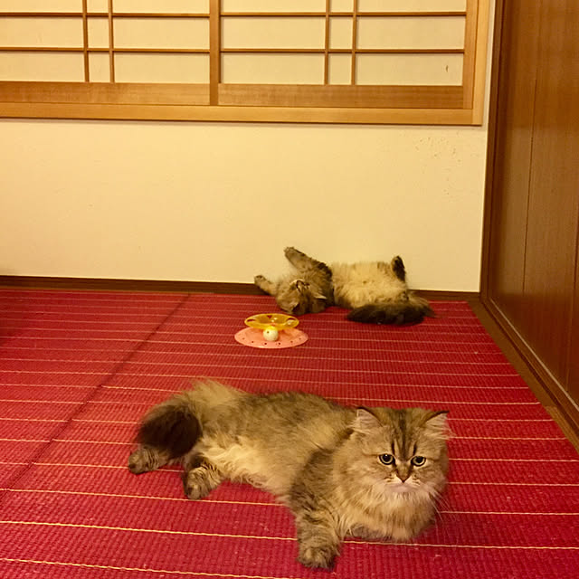 butachanさんの実例写真