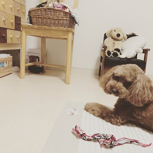 kotorihinaさんの実例写真