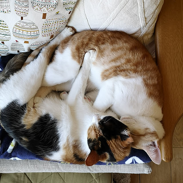koyurizuさんの実例写真