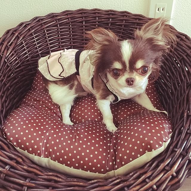 chuchumamaさんの実例写真