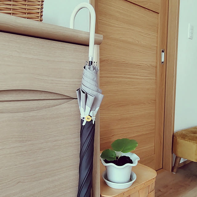 玄関/入り口/節約/salut!/観葉植物/ウンベラータ早く大きくなってね。のインテリア実例 - 2021-05-01 15:20:53