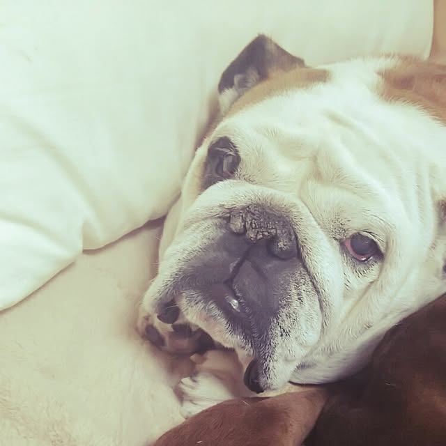 panchobiさんの実例写真