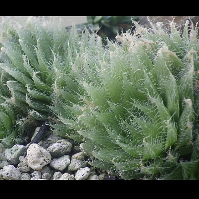 Plantexhibitionhallさんの実例写真