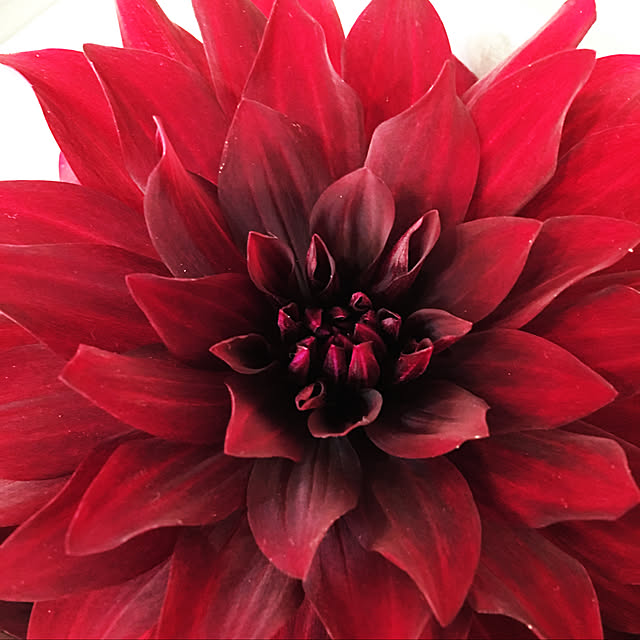 Bin_im_gartenさんの実例写真