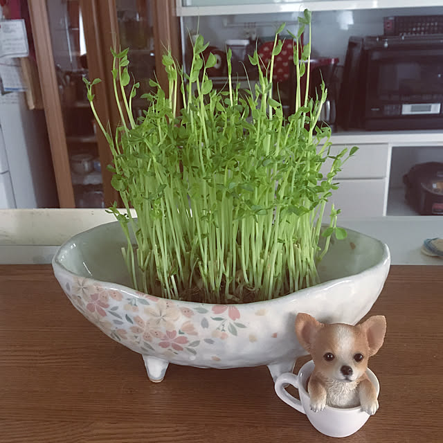 chIoeさんの実例写真