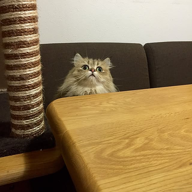 butachanさんの実例写真