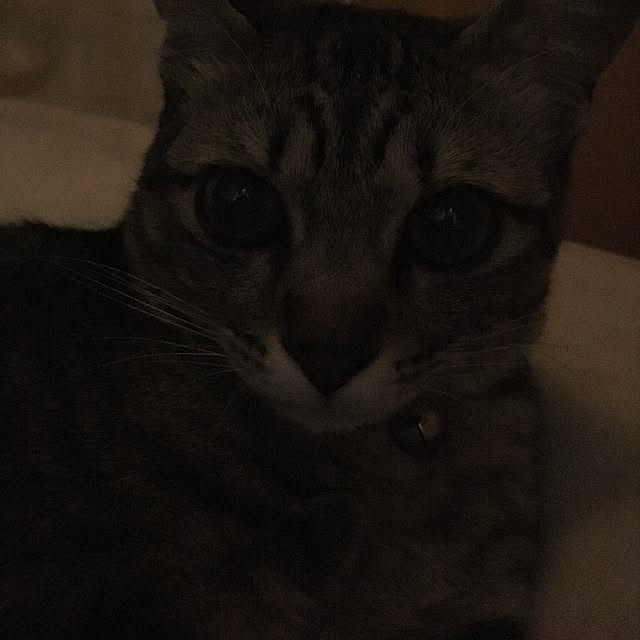 sayasさんの実例写真
