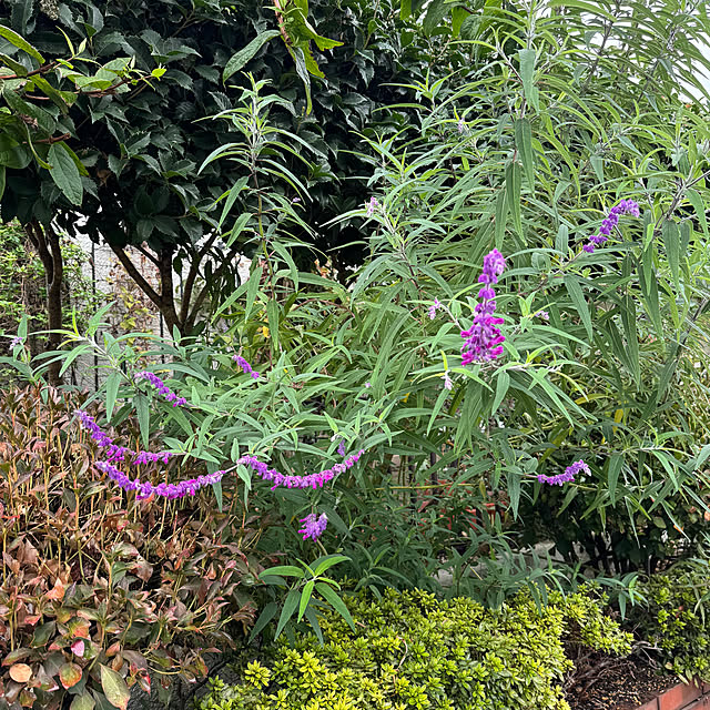 mamizaさんの部屋