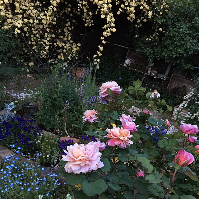 shigimiさんの実例写真