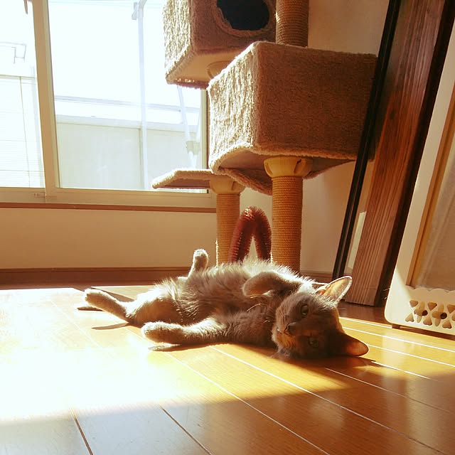 tomo1220さんの実例写真