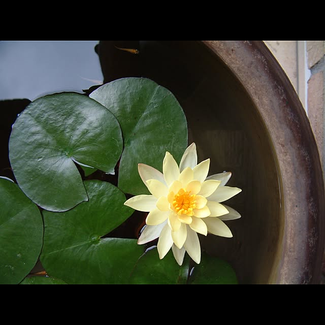 LUIS-GARDENさんの実例写真