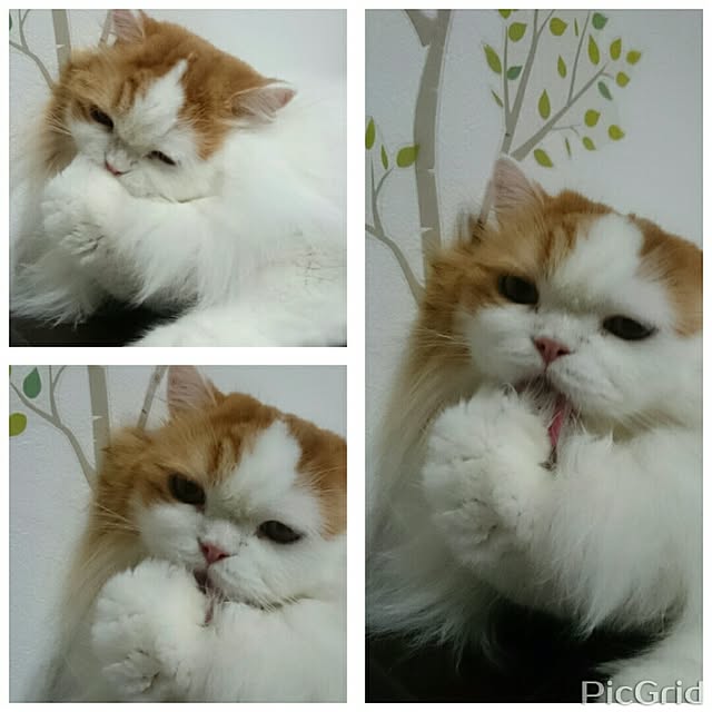 1ldksさんの実例写真