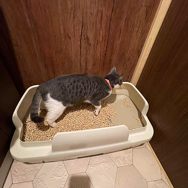 nekosamaさんの部屋